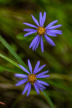 Dağlardaki aster amellus çiçeği, yakın çekim