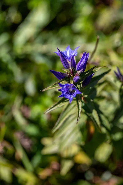 Квітка Асклепіади Росте Горах Макро — стокове фото