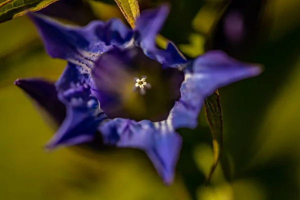 Gentiana Asclepiadea Kwiat Rośnie Górach — Zdjęcie stockowe