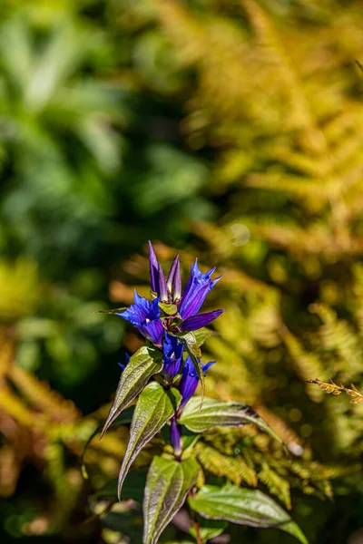 Квітка Gentiana Asclepiadea Горах Крупним Планом — стокове фото
