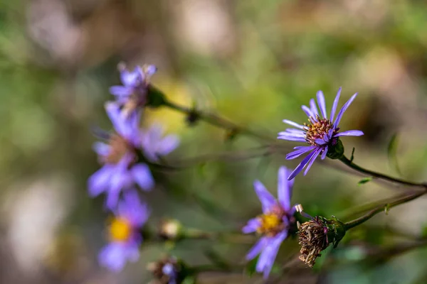 Aster Amellus Flower Growing Mountains — Stock Photo, Image