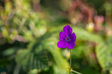 Çayırda büyüyen sardunya çiçeği, yakın çekim