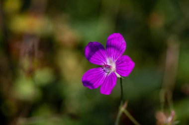 Çayırdaki sardunya çiçeği, yakın çekim.