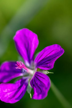 Çayırda büyüyen sardunya çiçeği, makro