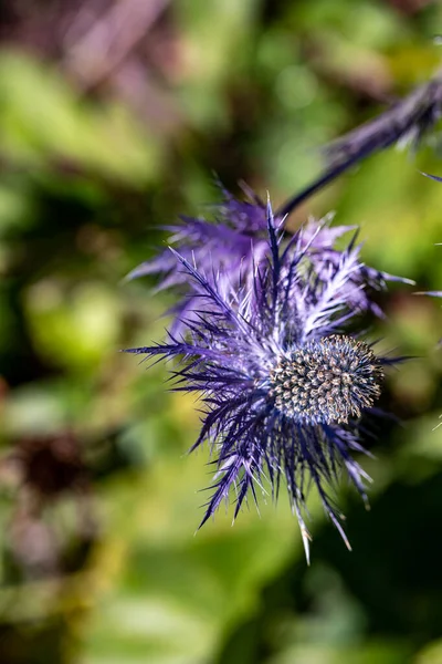 Eryngium Alpinum Flor Prado —  Fotos de Stock