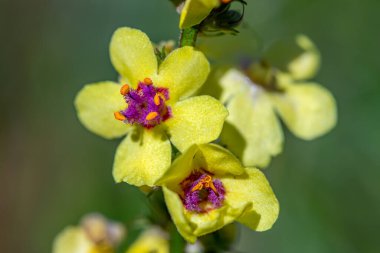 Verbascum nigrum çiçeği çayırda