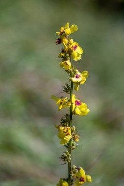 Verbascum nigrum çiçeği çayırda yetişiyor.