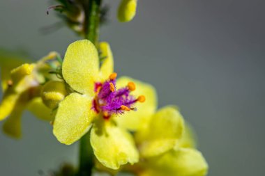 Verbascum nigrum çiçeği çayırda, yakın çekim