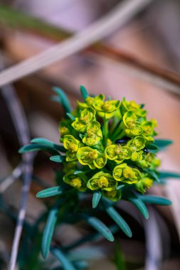 Meadow 'da büyüyen Euphorbia cyparissias çiçeği, yakın çekim