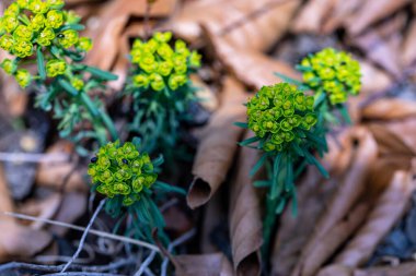Meadow 'daki Euphorbia cyparissias çiçeği, yakın çekim