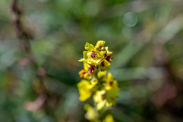 Verbascum Nigrum Flower Growing Meadow Close — Foto Stock