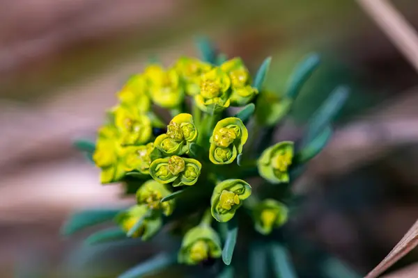 Euphorbia Cyparissias Virág Növekvő Réten Közelről — Stock Fotó