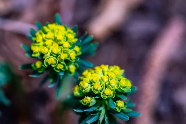 Euphorbia Cyparissias Blüht Auf Der Wiese — Stockfoto