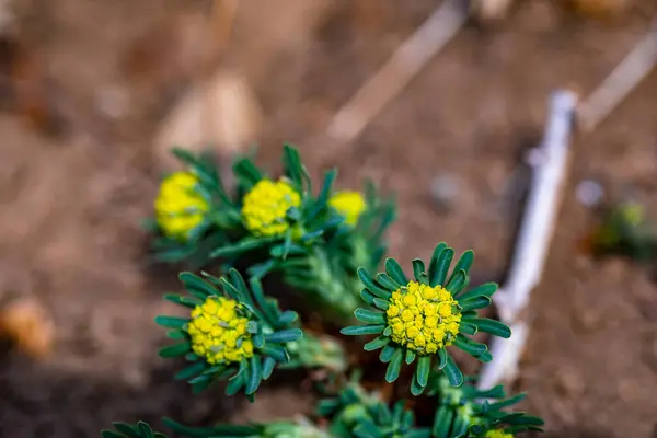 Euphorbia Cyparissias Fiore Nel Prato — Foto Stock