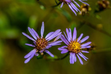 Dağlarda yetişen aster amellus çiçeği