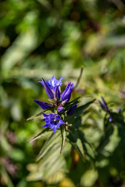 Gentiana Asclepiadea Fleur Montagne — Photo