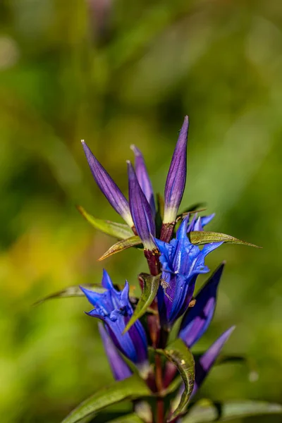 Gentiana Asclepiadea Flower Mountains Close — Stock Photo, Image