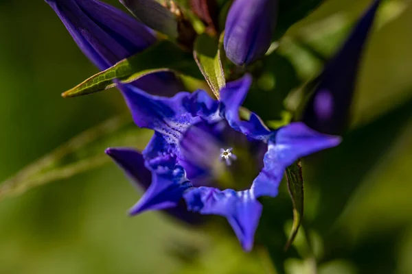 Gentiana Asclepiadea Flor Que Crece Las Montañas Cerca —  Fotos de Stock