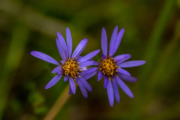 Aster Amellus Fleur Montagne — Photo