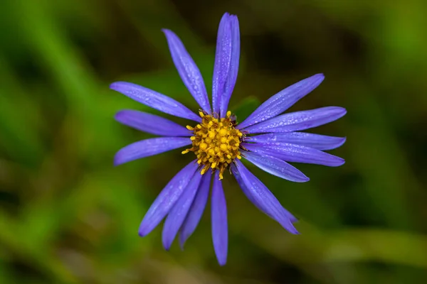 Aster Amellus Kwiat Górach Zbliżenie — Zdjęcie stockowe