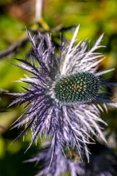 Eryngium Alpinum Blume Wächst Auf Der Wiese Nahaufnahme — Stockfoto