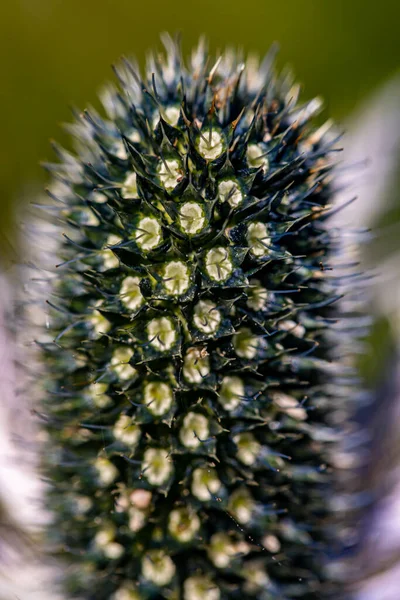 牧草地でEryngiumアルピニウムの花 クローズアップ撮影 — ストック写真