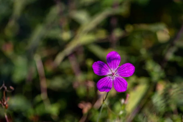 Geranium Palustre Flower Meadow Macro — Foto Stock
