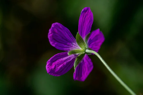 Geránium Palustre Virág Réten — Stock Fotó