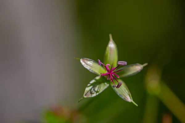 Çayırda Yetişen Sardunya Çiçeği — Stok fotoğraf