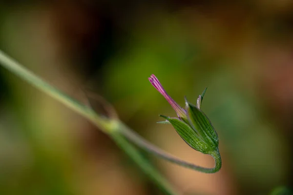 Квітка Герані Лузі Крупним Планом — стокове фото