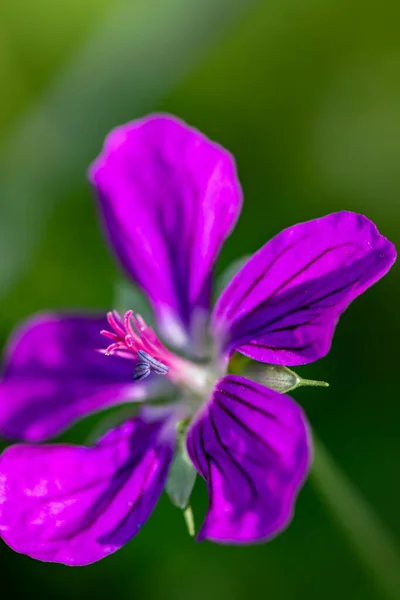草原で成長しているゼラニウムの花 クローズアップ撮影 — ストック写真