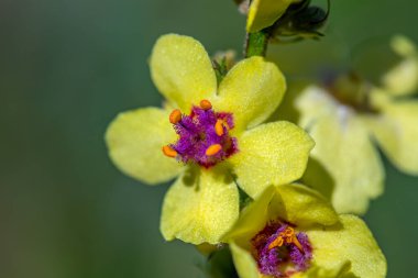 Verbascum nigrum çiçeği çayırda