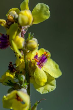 Verbascum nigrum çiçeği çayırda büyüyor, yakın plan.