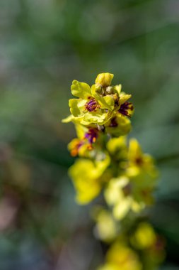 Verbascum nigrum çiçeği çayırda, yakın çekim