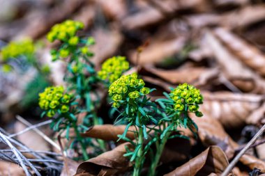 Çayırda yetişen Euphorbia cyparissias çiçeği