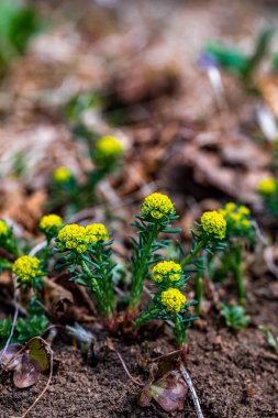 Meadow 'da büyüyen Euphorbia cyparissias çiçeği, yakın çekim