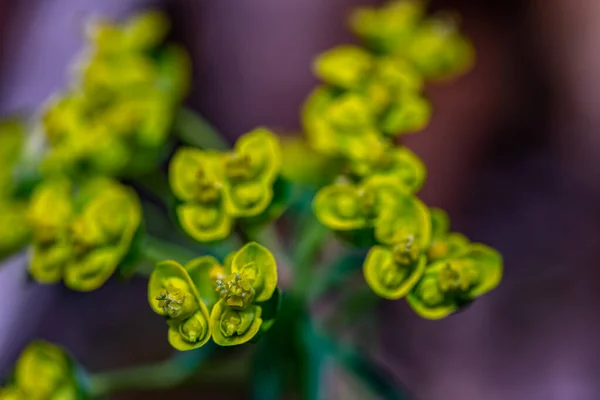 Euphorbia Cyparissias Flower Meadow Close — Foto de Stock