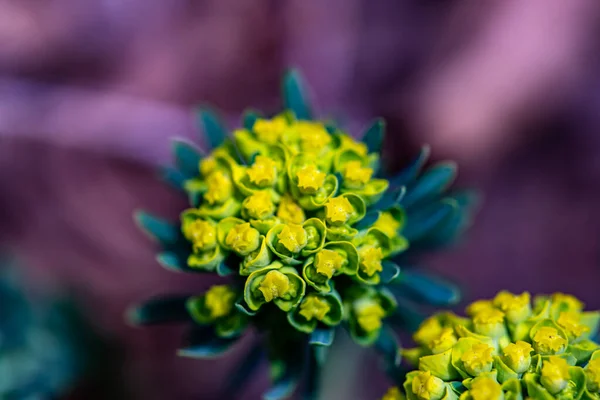 Euphorbia Cyparissias Blume Wächst Auf Der Wiese Nahaufnahme — Stockfoto