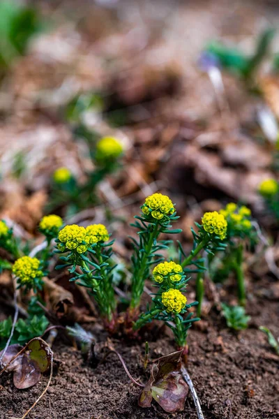 Euphorbia Cyparissias Fiore Che Cresce Nel Prato Primo Piano Sparare — Foto Stock