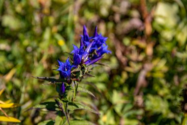 Gentiana asclepiadea çiçeği dağlarda yetişiyor.