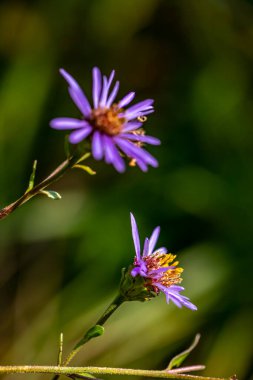 Dağlardaki aster amellus çiçeği