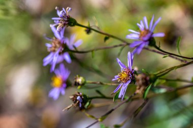 Dağlarda yetişen aster amellus çiçeği