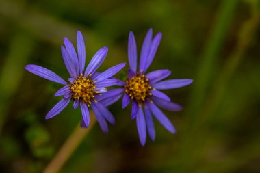 Dağlardaki aster amellus çiçeği, makro