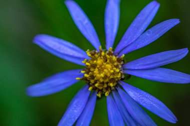 Dağlardaki aster amellus çiçeği, yaklaş.