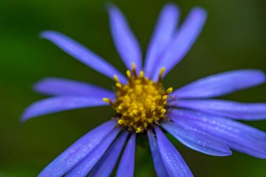 Dağlarda büyüyen aster amellus çiçeği, yakınlaş.