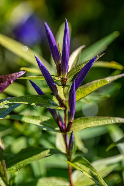 Gentiana Asclepiadea Flor Crescendo Nas Montanhas Close Atirar — Fotografia de Stock
