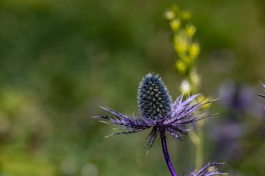 Çayırdaki eryngium alpinyum çiçeği, kapat.