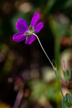 Çayırda sardunya çiçeği, yakın plan. 
