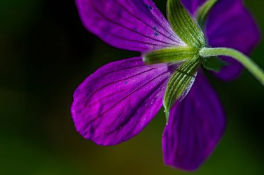 Çayırda büyüyen sardunya çiçeği, makro