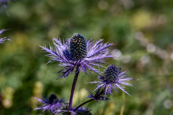 Eryngium Alpinum Bloem Weide Close Shoot — Stockfoto